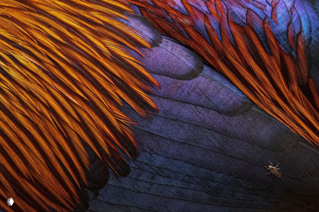 Фото‑финалист Creative Photo Awards 2025