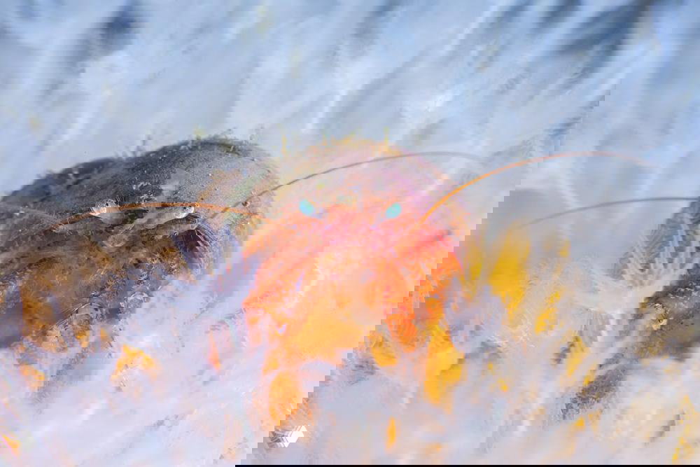 Подводное макро: маленький краб-отшельник среди белых мягких анемоноподобных структур, яркие глаза и тонкие усики на переднем плане