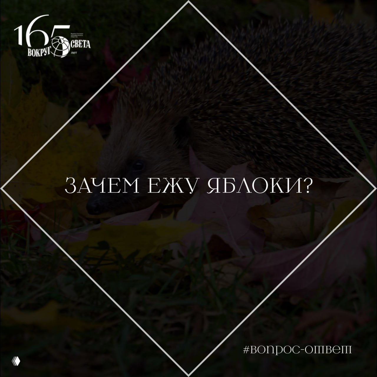 Зачем ежу яблоки?