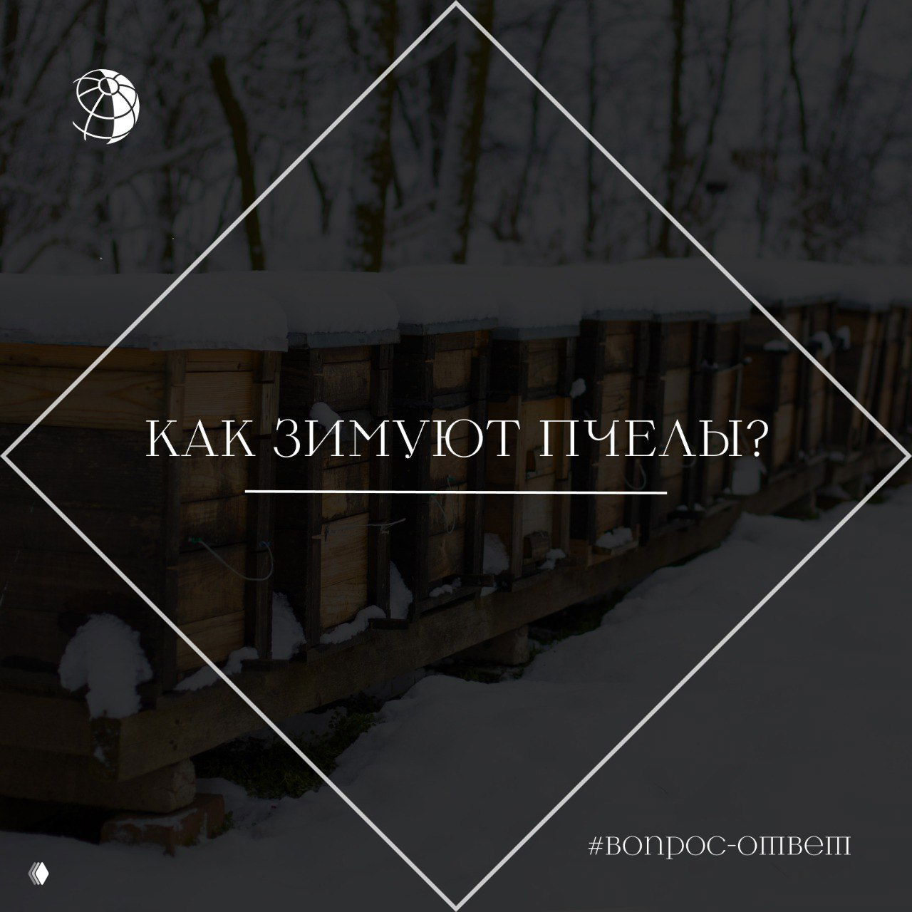 Как зимуют пчелы и чем они при этом питаются?