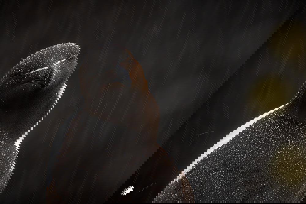 Крупный портрет морской птицы, покрытой каплями дождя, на тёмном фоне: фактура перьев и атмосферная дождливая сцена