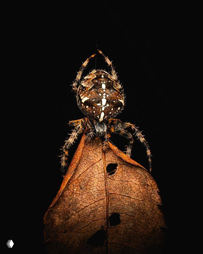 Макрофото паука на сухом коричневом листе, чёткая текстура тела и лап, тёмный фон подчёркивает детали и узоры на спине