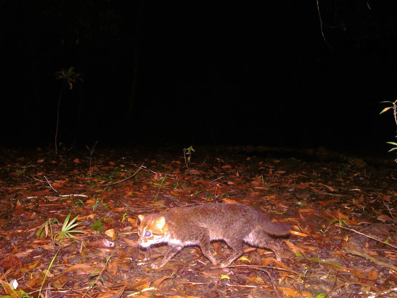 Суматранскую кошку впервые за 30 лет зафиксировали в Таиланде