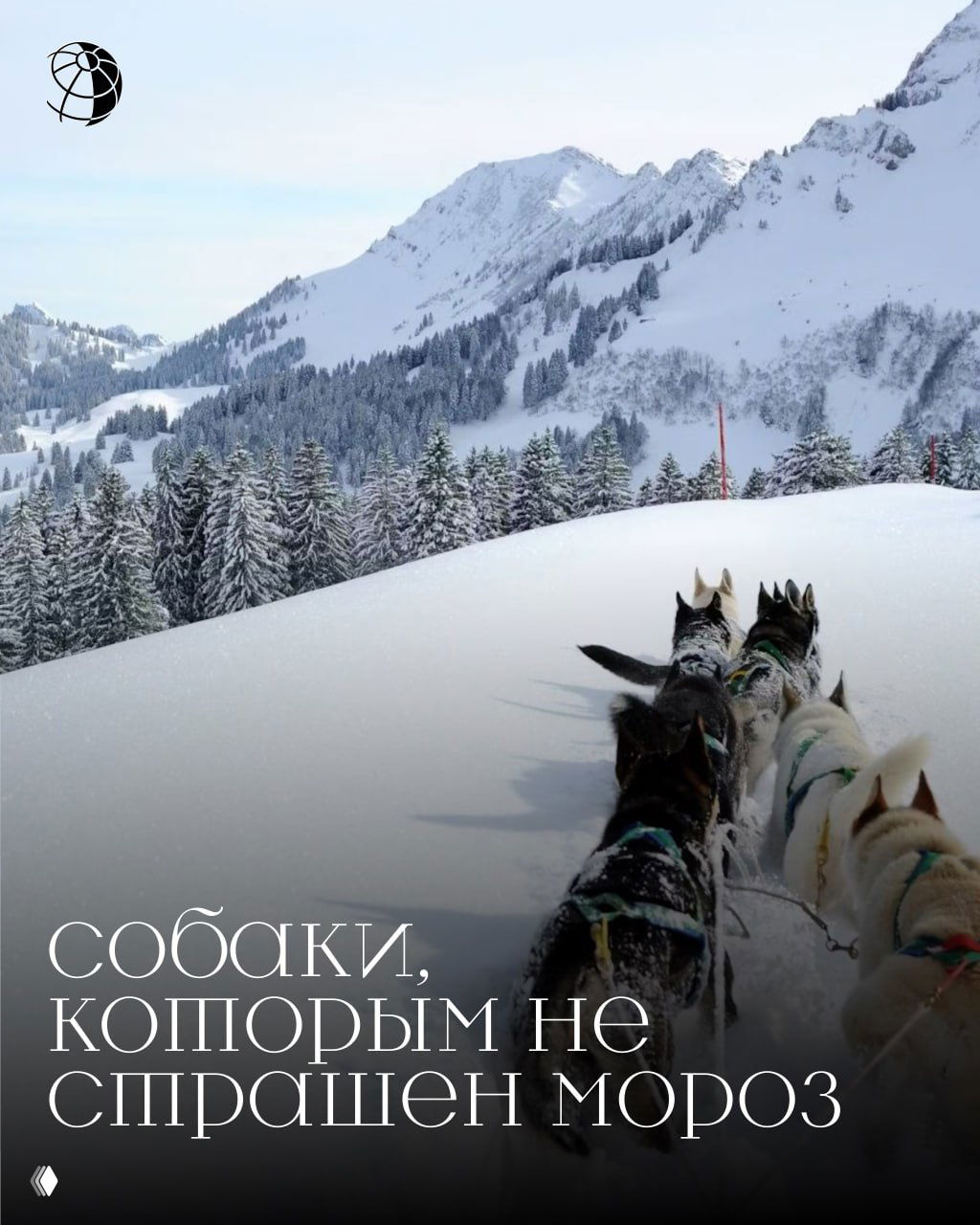 Собаки, которым не страшен мороз