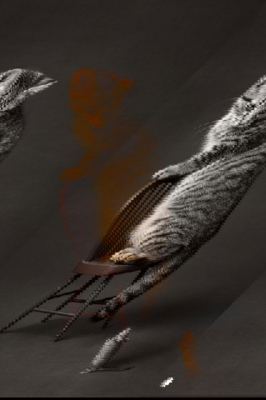 Лучшие снимки года с котами — фото дня Vokrugsveta