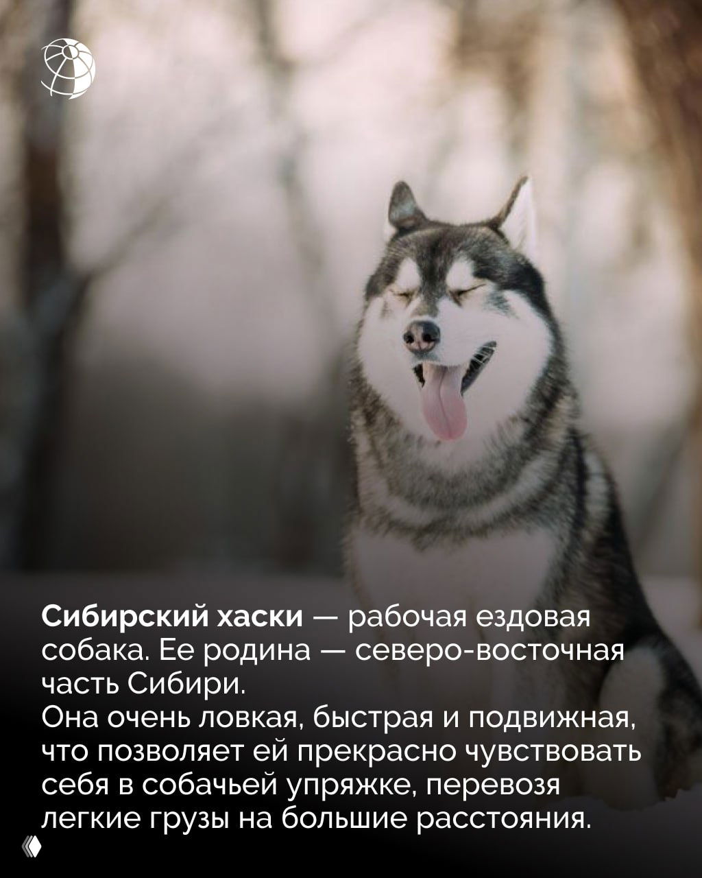 Крупный план сибирского хаски в снегу: счастливая морда с высунутым языком, мягкий зимний свет и рассеянный лес на заднем плане.