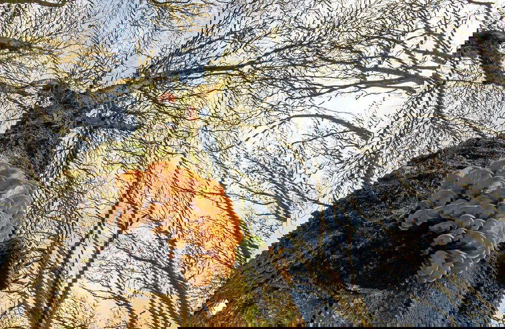 Грибной нарост на стволе дерева с оранжевыми шляпками, вид снизу: мох и корка ствола создают природную текстуру и глубину кадра