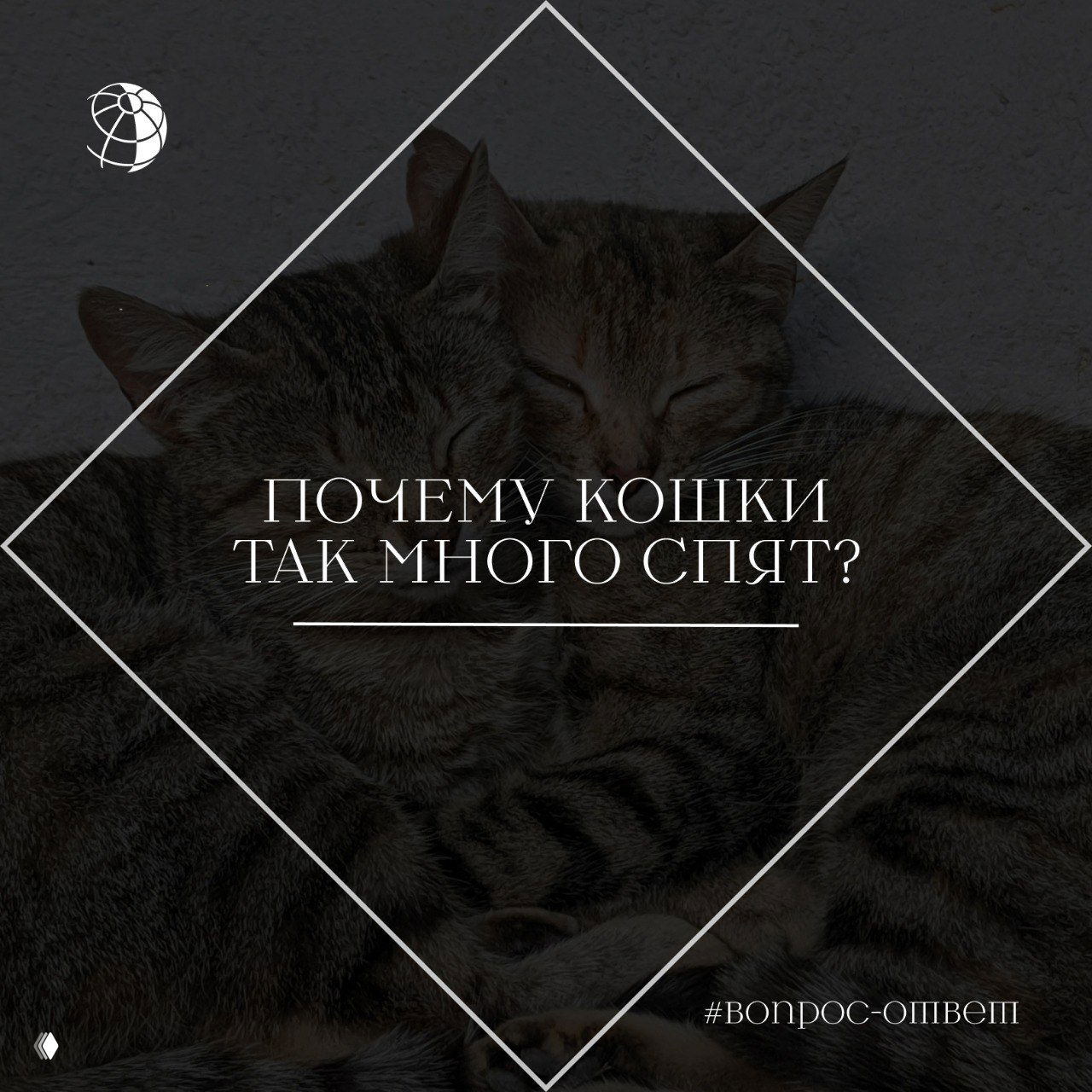 Почему кошки так много спят?