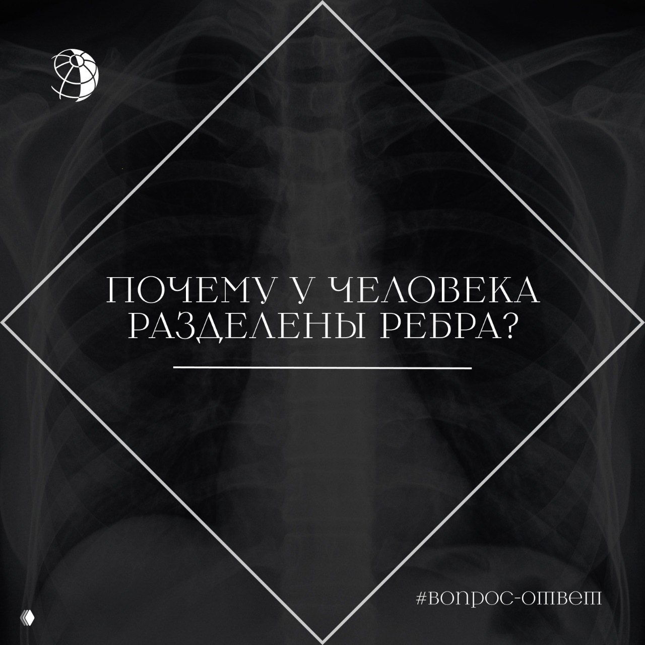 Почему у человека разделены ребра?