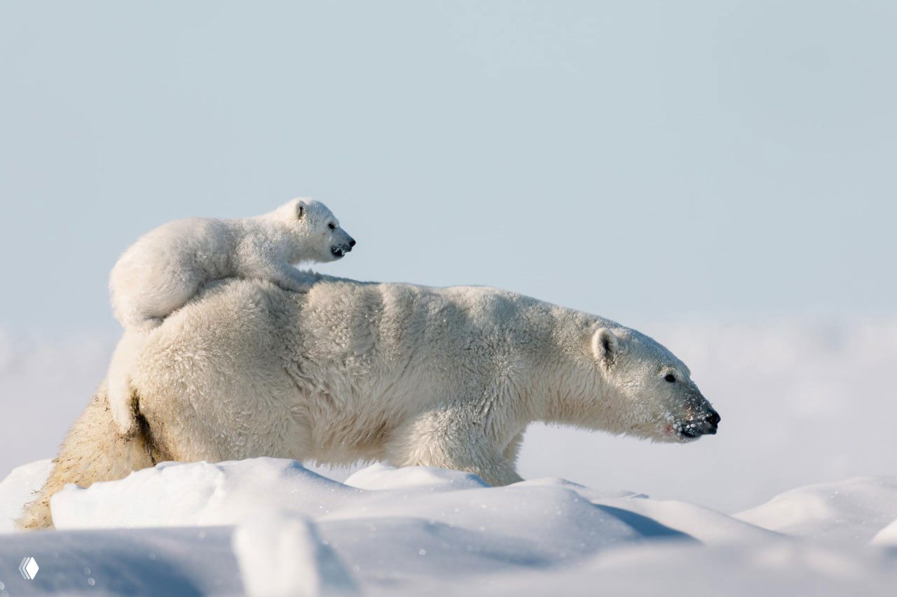 Белые медведи на Баффиновой Земле — фото Суниты Мандал