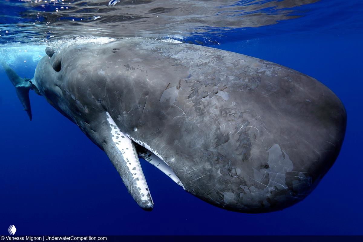Крупный план морского млекопитающего рядом с поверхностью воды, демонстрирующий фактуру кожи и игру света под водой.
