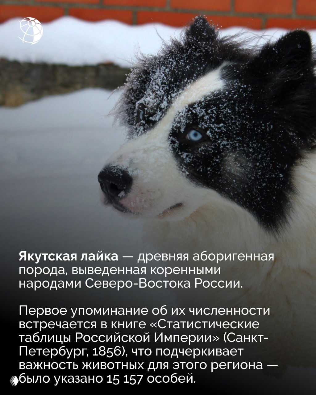 Портрет якутской лайки с снежинками на шерсти; заметен контраст тёмных и светлых участков меха, выражение настороженное и бдительное.