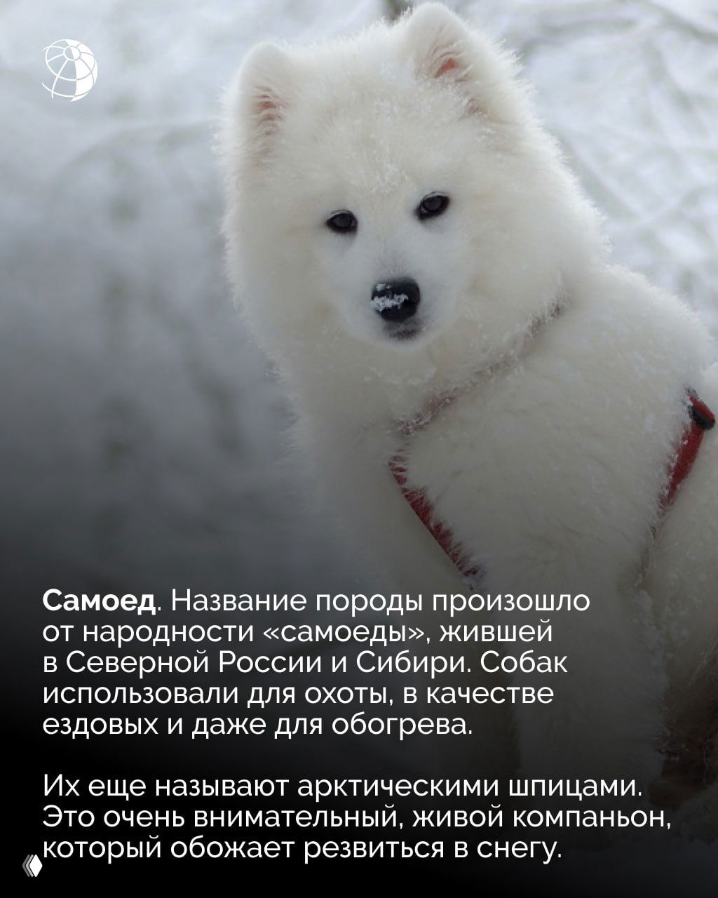 Белый самоед на заснеженной поверхности; пушистая плотная шерсть, тёмные глаза и нос выделяются на фоне чистого снега, ощущение арктической холодостойкости.