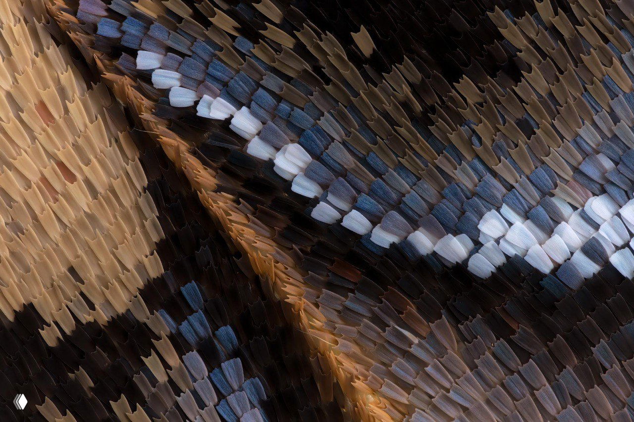 Крыло ночной бабочки — Eupackardia calleta