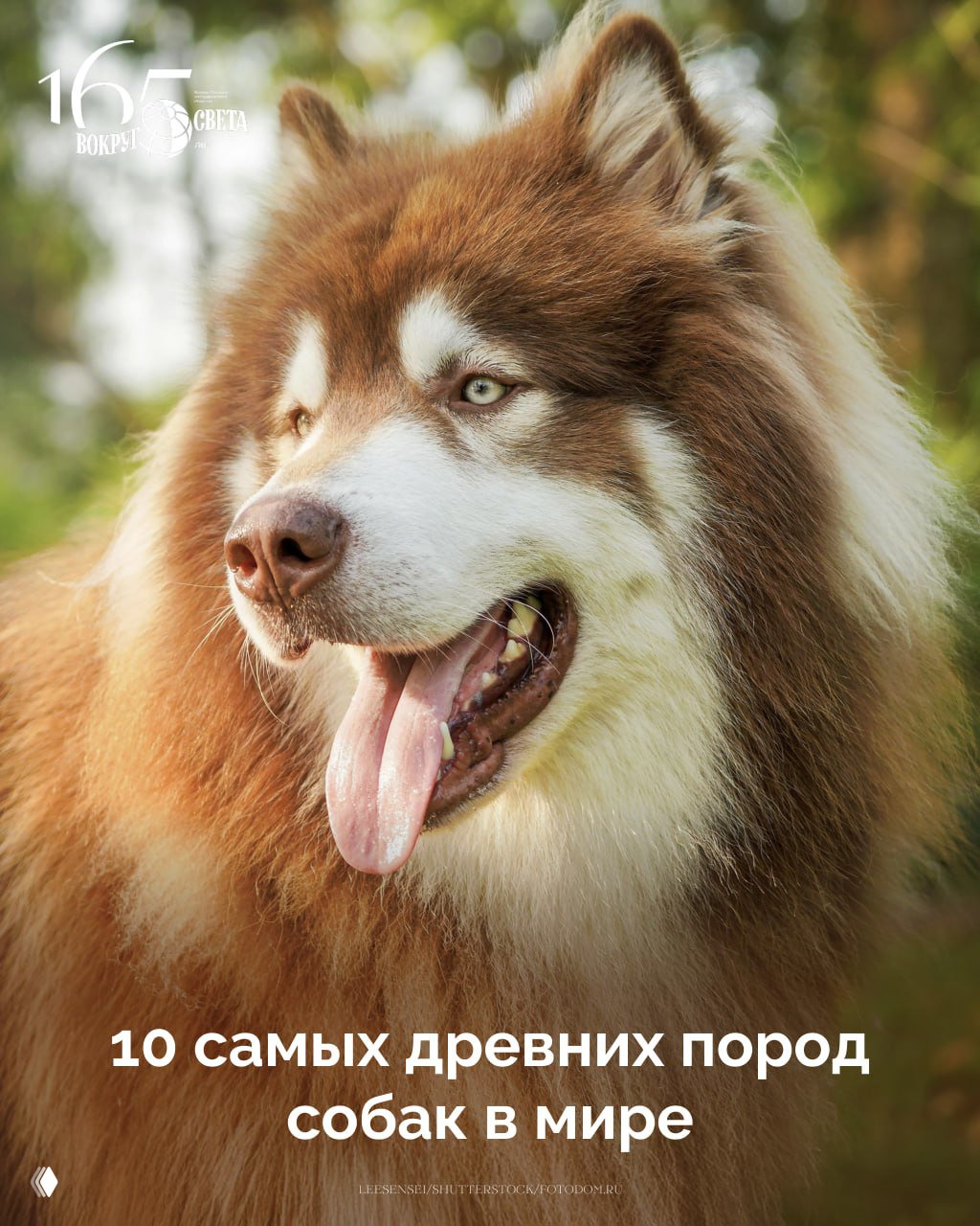 10 самых древних пород собак в мире