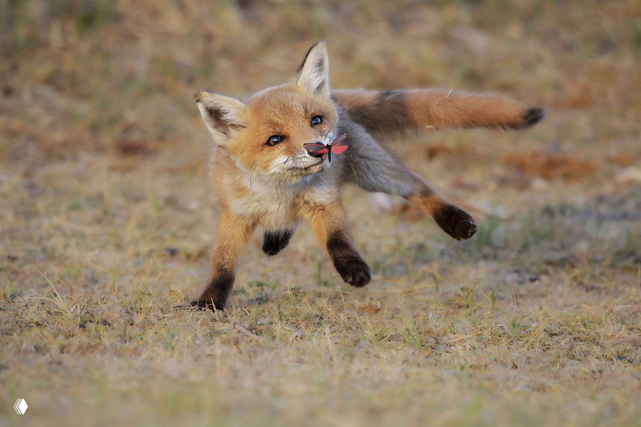 Лисёнок и бабочка в Северной Голландии