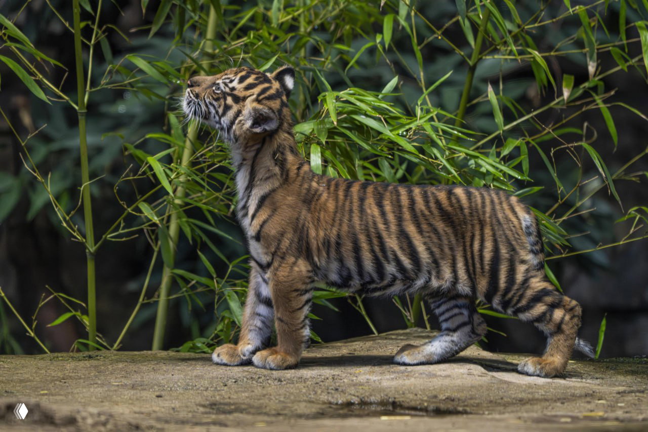 В берлинском зоопарке тигрицу назвали Лилли