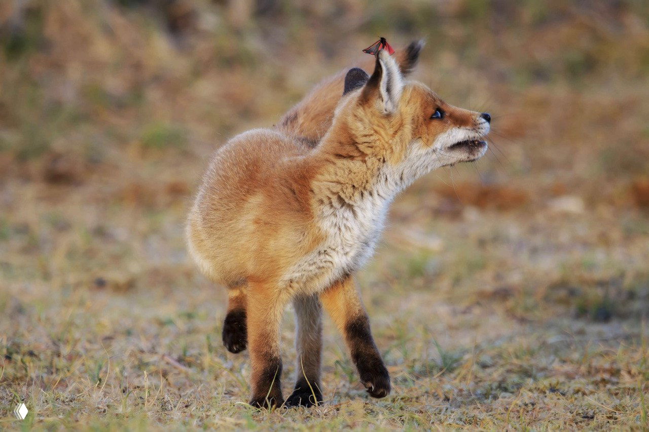 Лисёнок в профиль на фоне степной травы в Северной Голландии; на мордочке видно насекомое крестовниковую медведицу (Tyria jacobaeae).