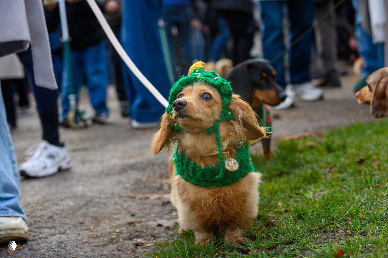 Светлая такса в вязаной зелёной шапке и тёплом свитере шагает по дорожке среди прохожих на рождественском событии в парке.