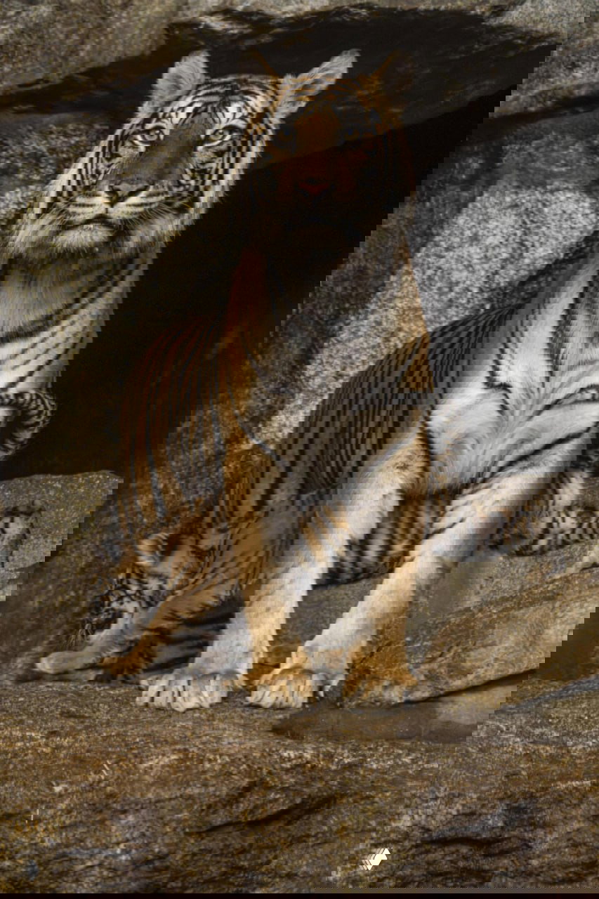 Мама‑тигрица Майанг стоит у входа логова, рядом виден маленький детёныш; крупный план матери и играющих тигрят в берлинском зоопарке.