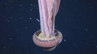 Кадр глубоководной съёмки: гигантская призрачная медуза Stygiomedusa gigantea с длинными бледными щупальцами, снятая на глубине 250 м