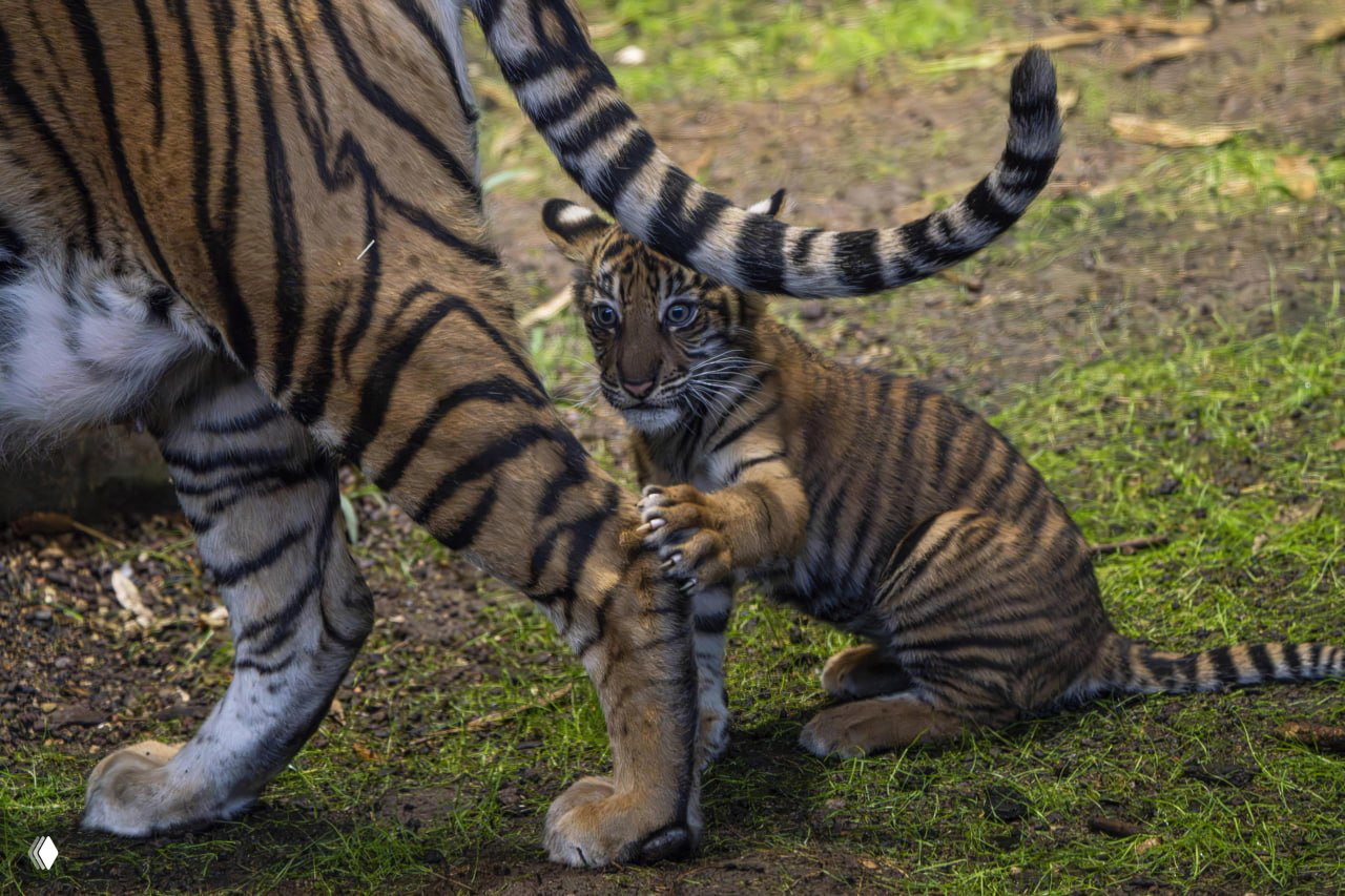 Тигрёнок Лилли хватает лапу матери и резвится у её ног на траве в вольере; кадр подчёркивает игривый характер детёныша.