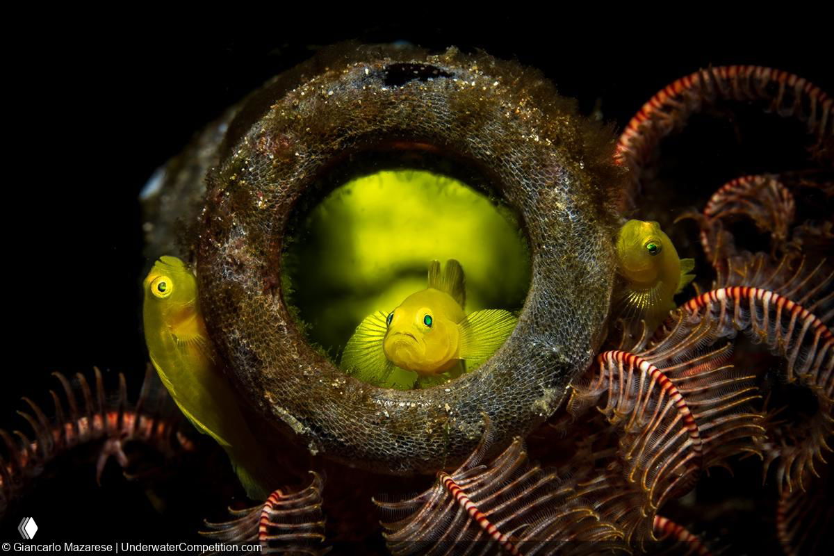 Три маленькие жёлтые рыбы у входа в округлое укрытие на тёмном морском фоне — контрастный портрет обитателей рифа.