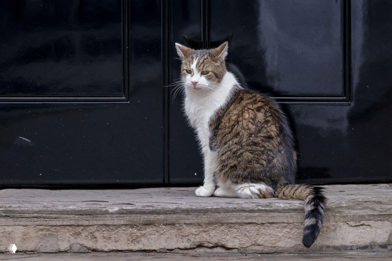 Кот Ларри притулился на пороге у чёрной двери резиденции на Даунинг‑стрит; виден его полосатый хвост и окраска шерсти.