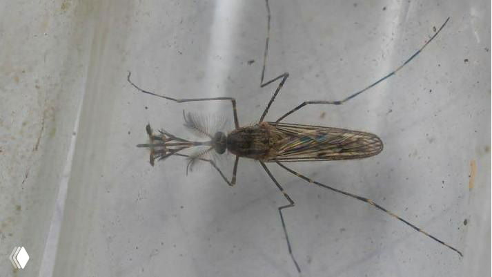 Комары обнаружены в Исландии — где их не было