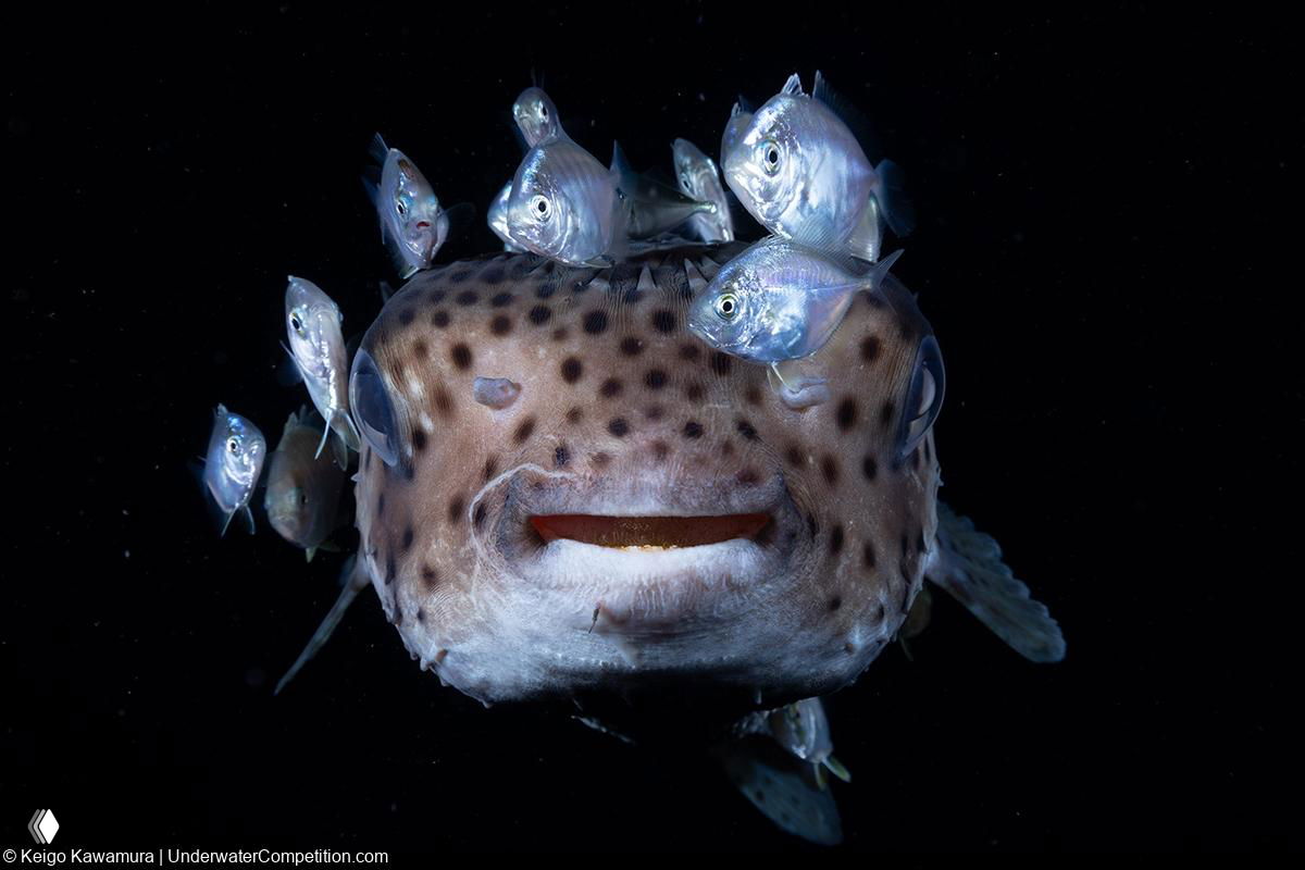 Рыба с бледным телом и маленькими серебристыми стайными особями на голове — необычный портрет в чёрном фоне.