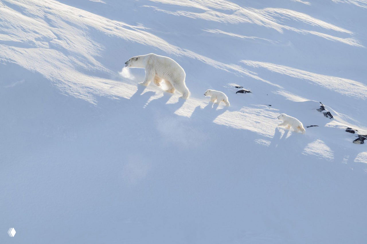 Мама и два детёныша идут вверх по снежному склону; широкий план подчёркивает тени, масштаб и суровую белую пустыню Арктики.