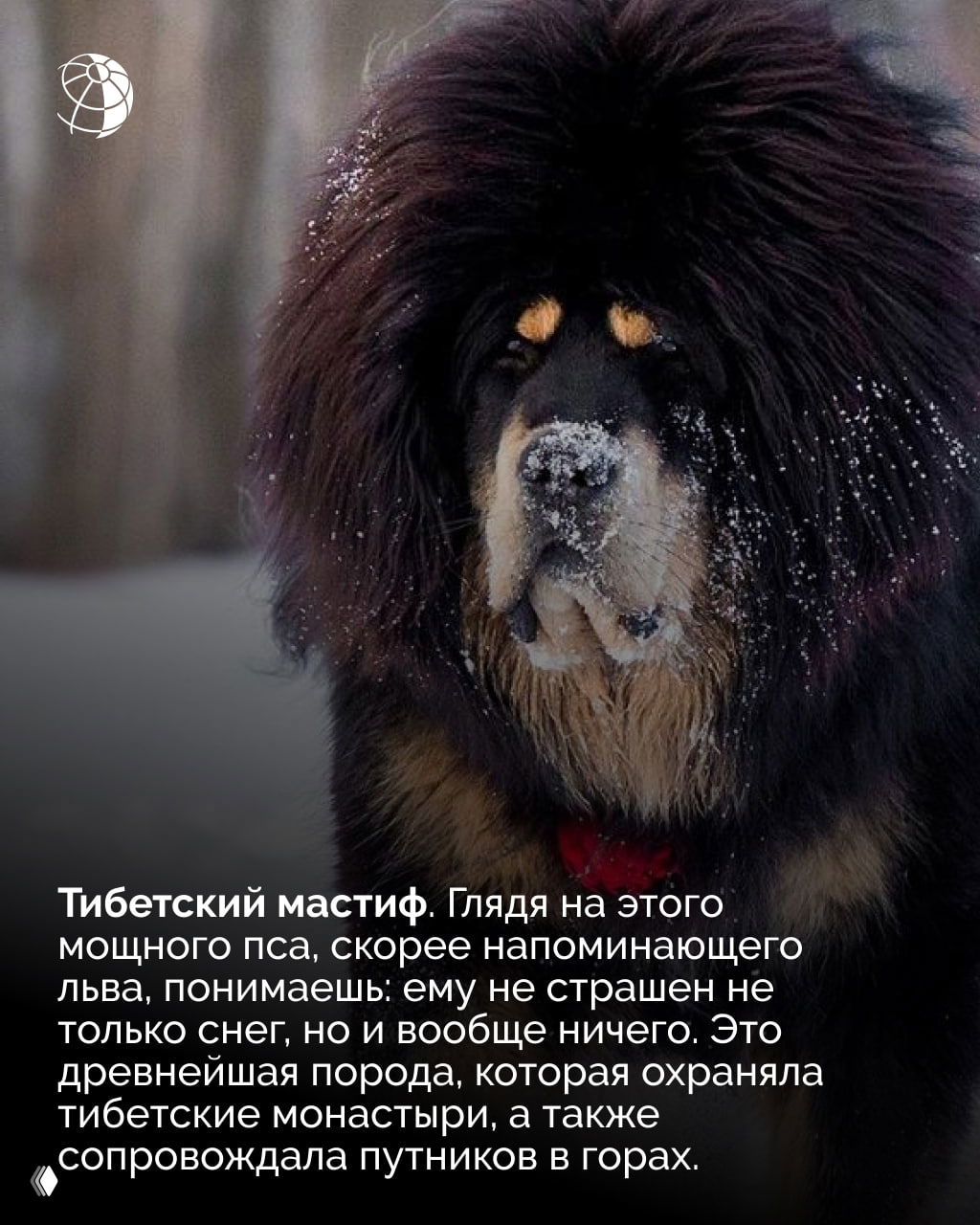 Тибетский мастиф с мощной гривой и снежинками на шерсти; крупный, плотный профиль собаки на фоне приглушённого зимнего леса.