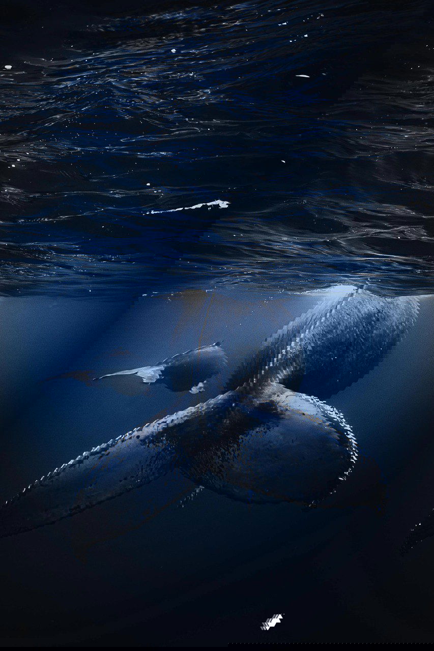 Фото‑финалист Tokyo International Foto Awards 2025 — Природа