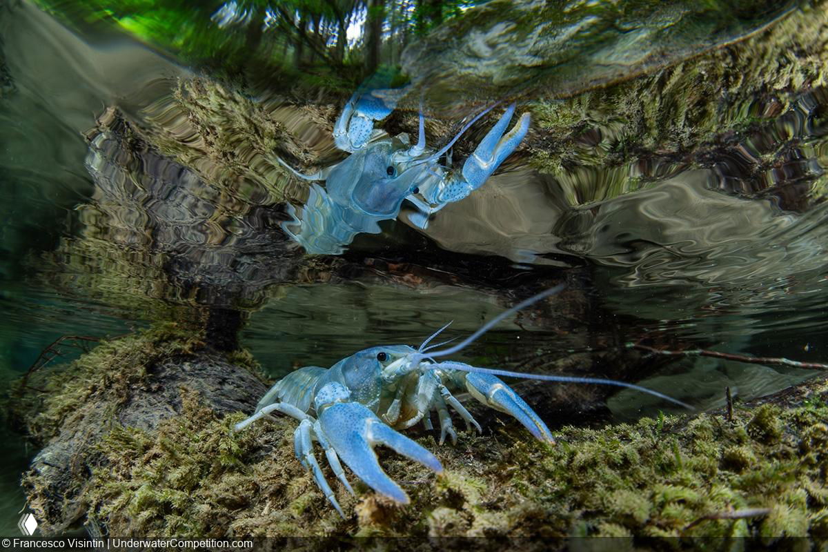 Голубой рак на мелководье с отражением на поверхности воды, подчёркивающий необычную палитру и текстуры субстрата.