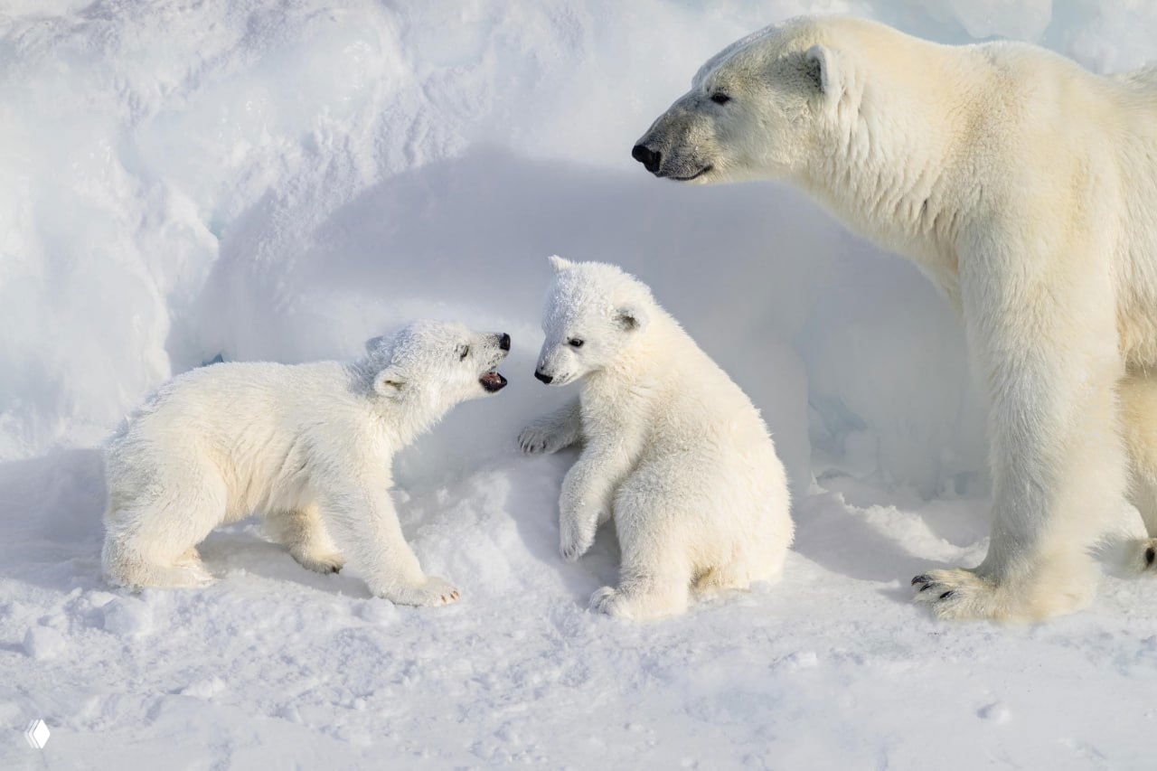 Два медвежонка играют рядом с матерью у входа в берлогу; снимок фиксирует игры, отдых и бдительное наблюдение матери за детёнышами.