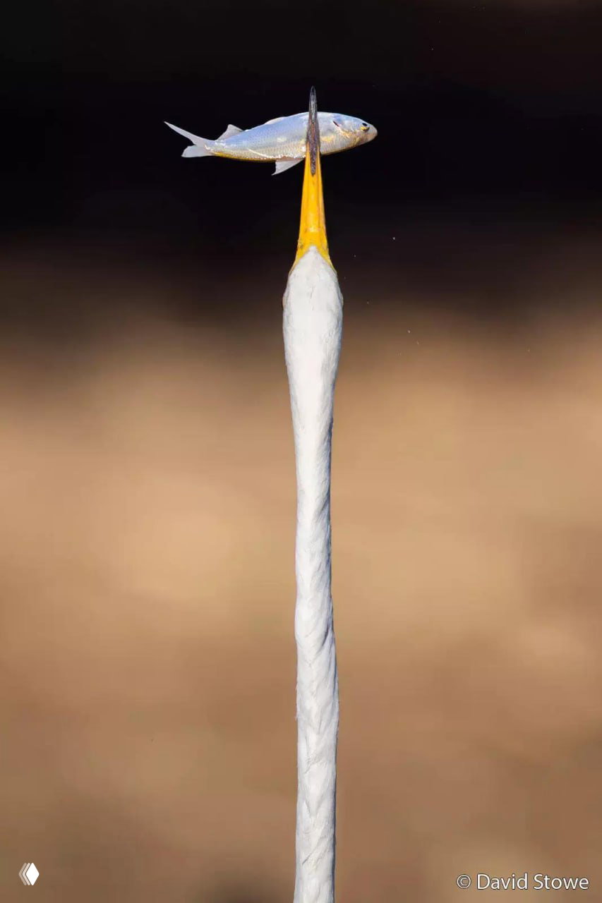 Финалист Australian Geographic Nature Photographer 2026