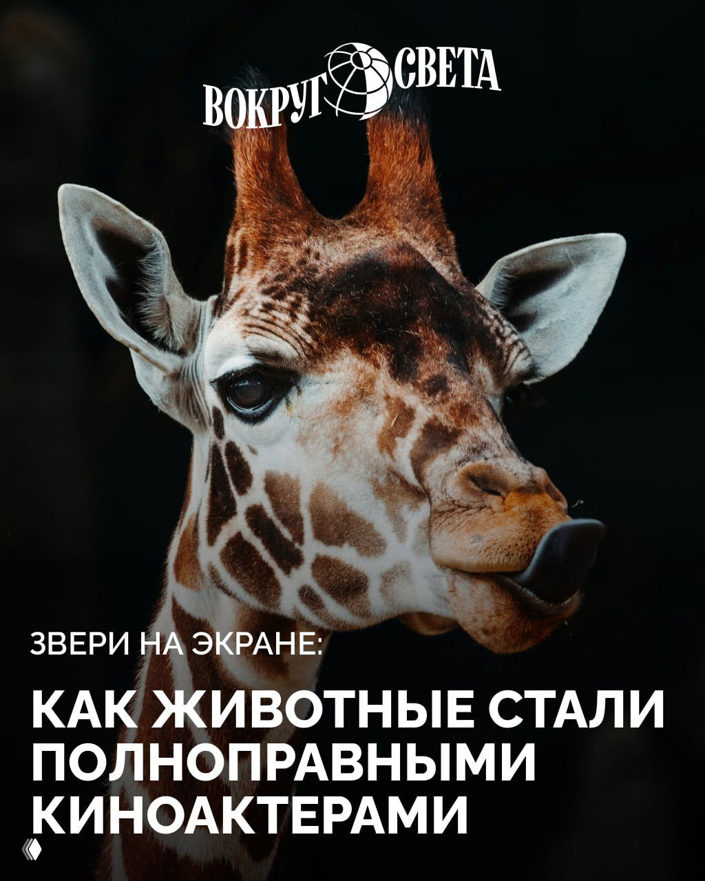 Крупный план жирафа с высунутым языком на тёмном фоне; вверху кадра виден белый логотип «Вокруг света», иллюстрация материала.