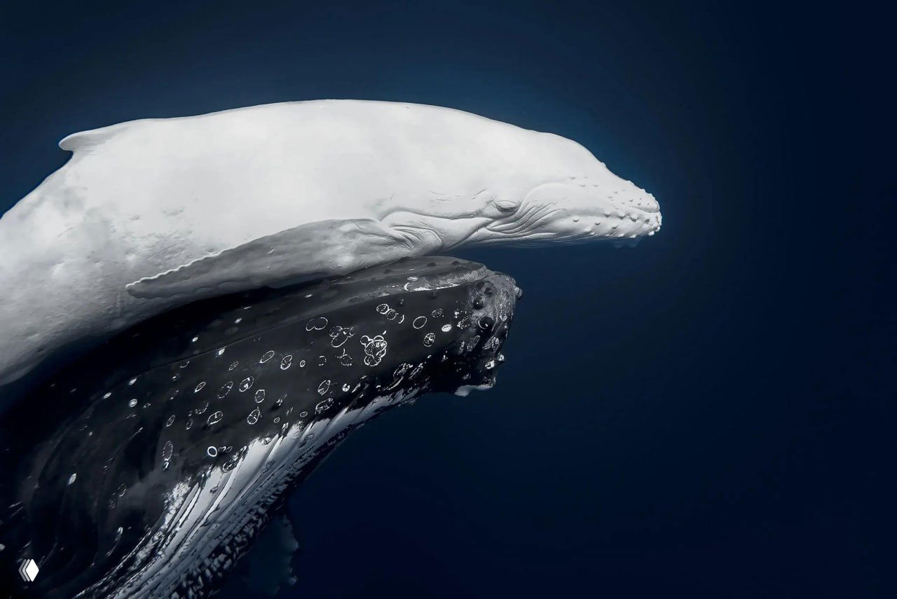 Итоги конкурса фотографий дикой природы WNPA 2026