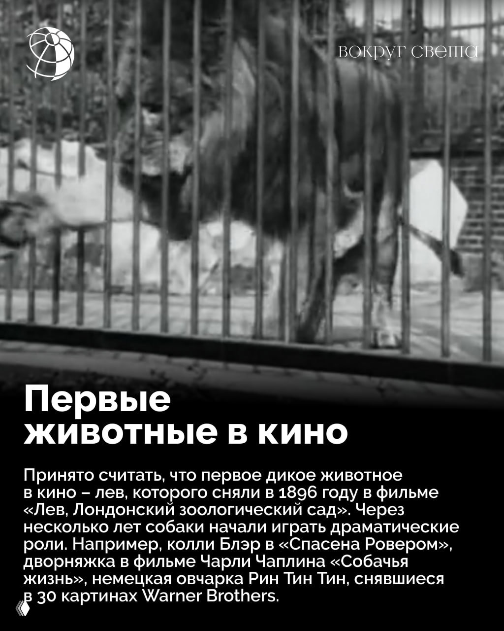 Чёрно-белый архивный кадр: лев за решёткой на старой киносъёмочной площадке, иллюстрация первых животных в кино и условий съёмок.
