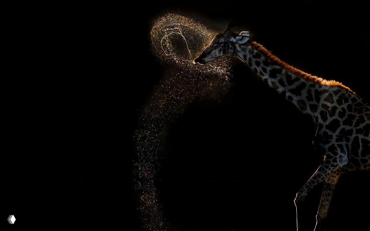 Жираф на тёмном фоне, брызги золотых частиц образуют художественную линию рядом с мордой — минималистичный контрастный кадр из подборки WNPA, сильный свет, победные фотографии WNPA 2026