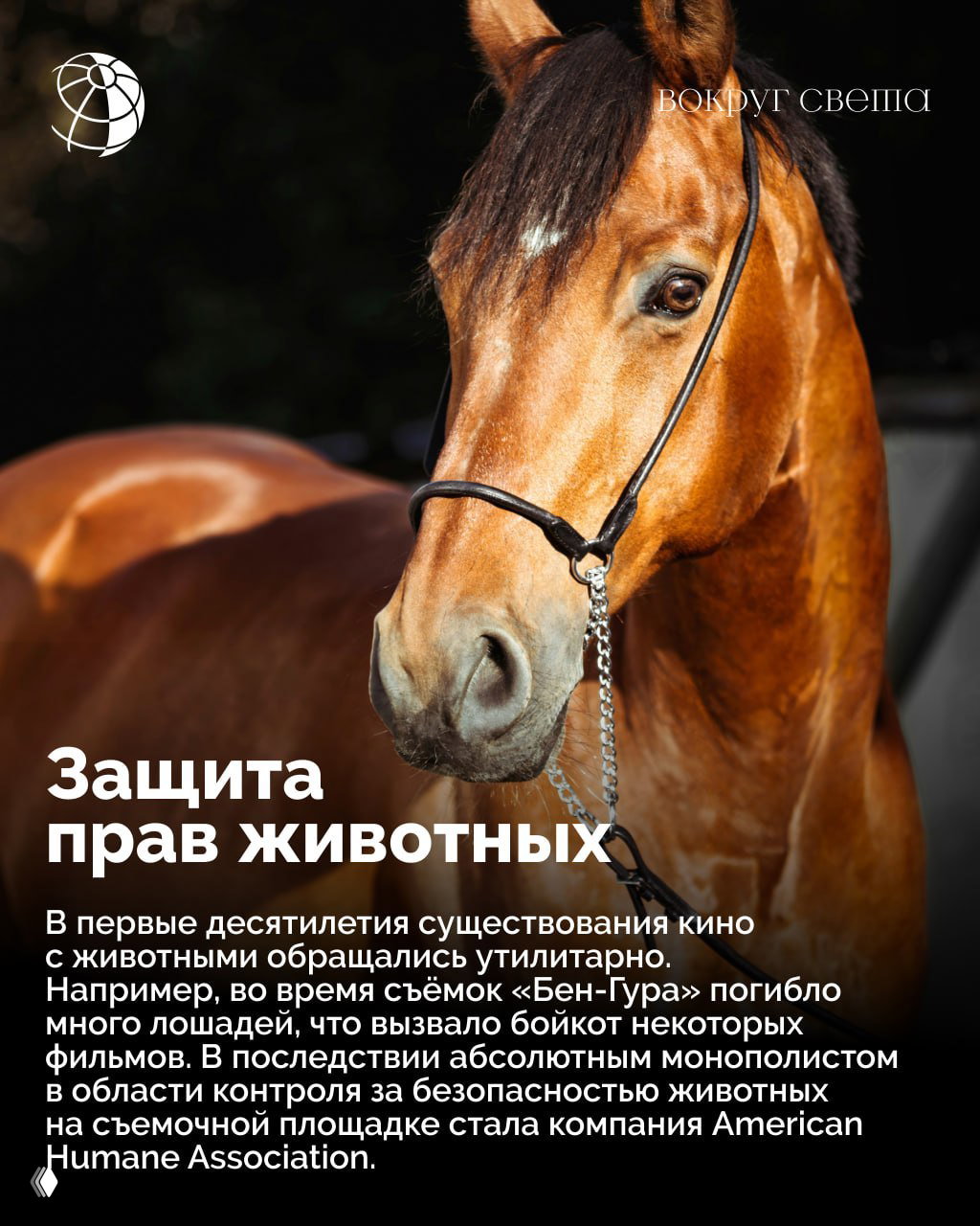 Портрет рыжей лошади в сбруе на размытом тёмном фоне; иллюстрация раздела о защите прав животных и инцидентах при съёмках.