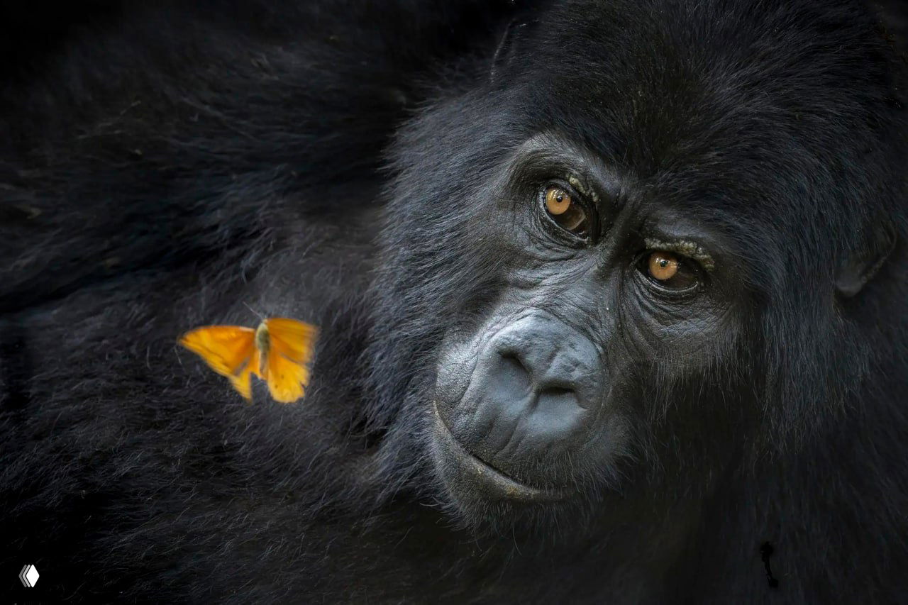 Крупный план гориллы с оранжевой бабочкой на шерсти: выразительный взгляд животного, детальная текстура морды и контрастный тёмный фон, фотоконкурсный кадр, победные фотографии WNPA 2026