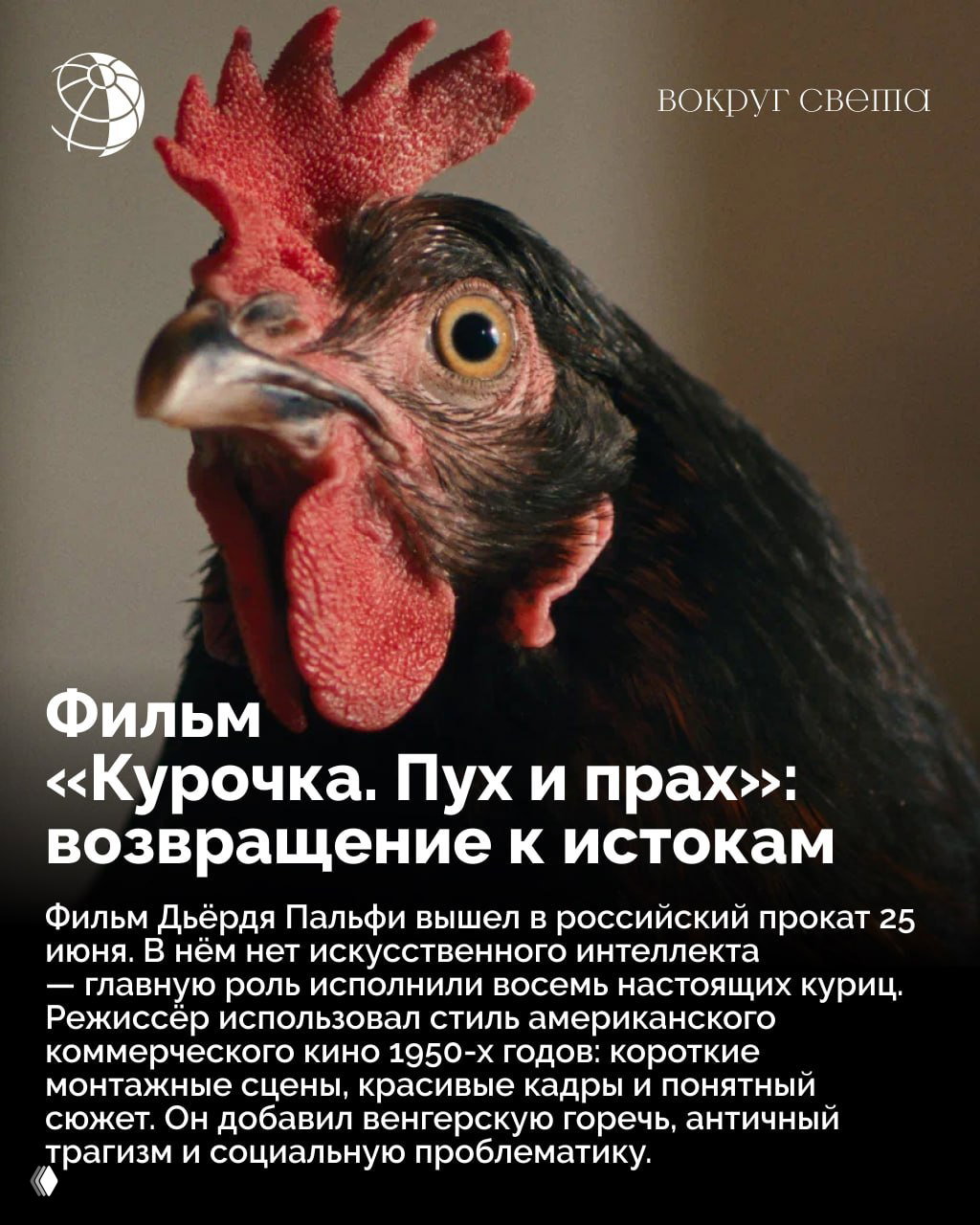 Крупный план курицы с ярким гребнем — кадр из материала о фильме «Курочка. Пух и прах» и возвращении настоящих животных в экранный рассказ.