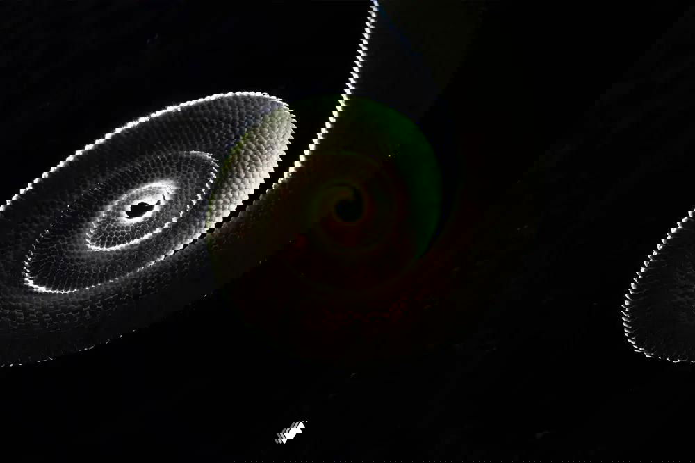 Спираль завёрнутого листа или побега на чёрном фоне: изысканная геометрия, мелкая структура поверхности и световые акценты в минималистичном макросъёмке, победные фотографии WNPA 2026