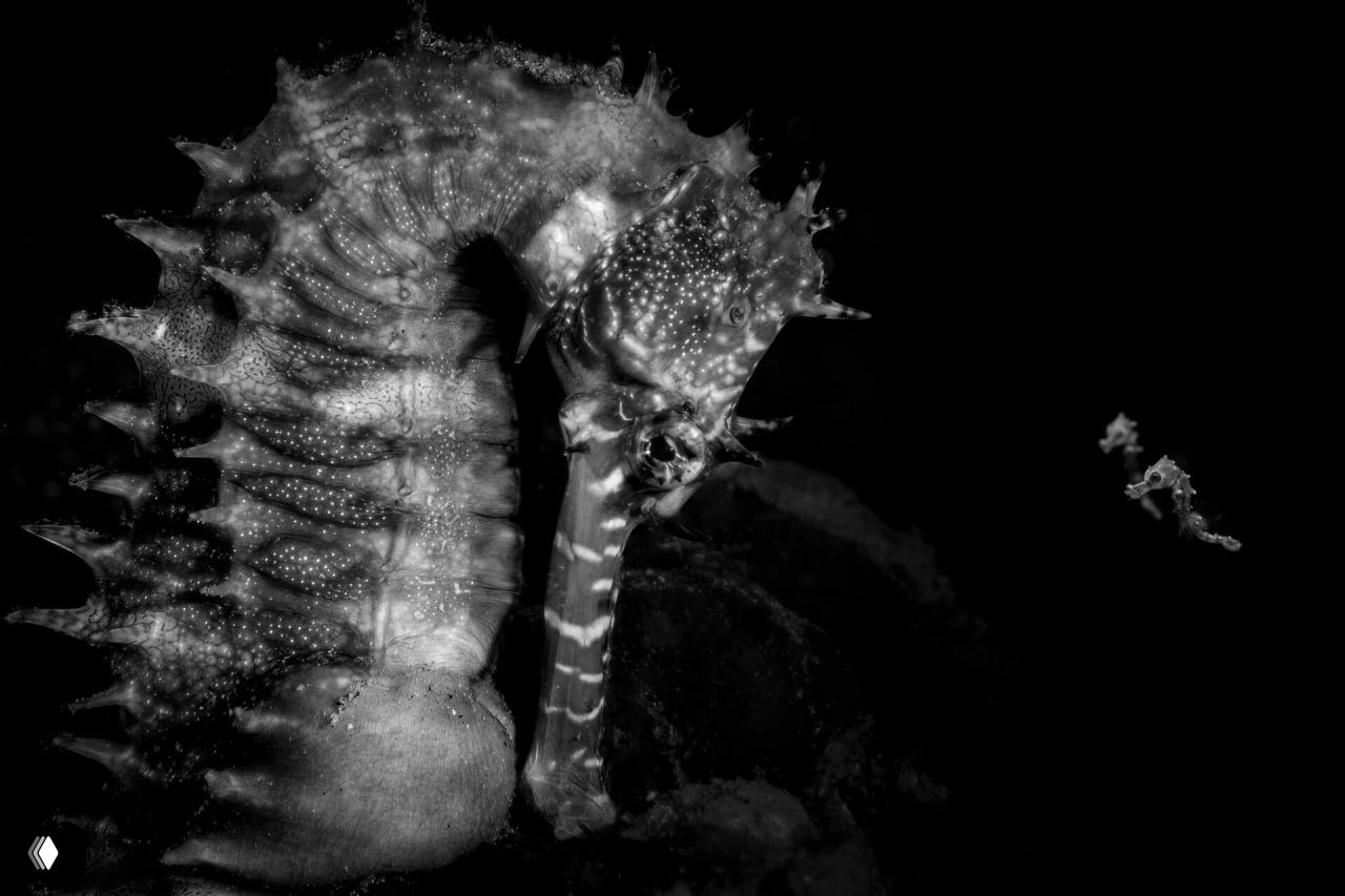 Победители конкурса Ocean Photographer of the Year 2026