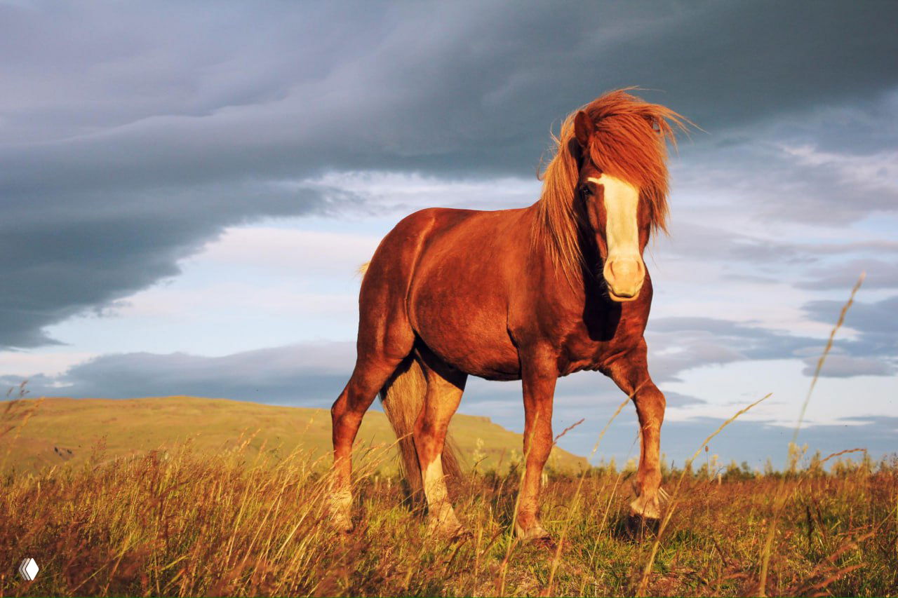 Исландские лошади и жеребёнок под полярным небом
