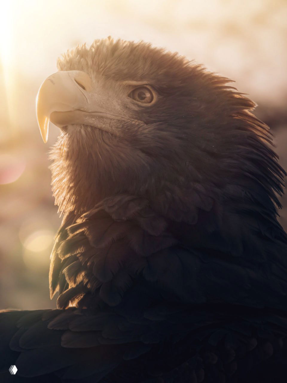 Беркут: скорость пикирования и размеры