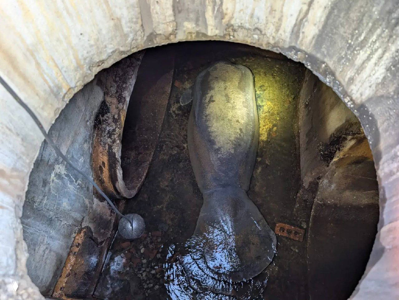 В США в канализации обнаружили ламантина