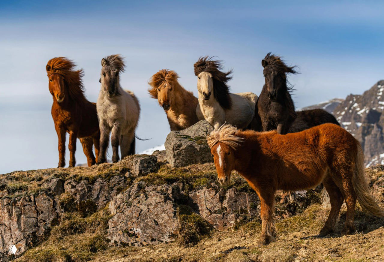 Группа исландских лошадей с развевающимися гривами стоит на скалистом утёсе на фоне неба и снежных гор в типичном для Исландии суровом ландшафте.