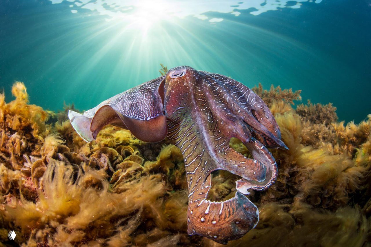 Подводный кадр: осьминог среди водорослей на мелководье, солнечные лучи пробиваются сквозь воду — яркие цвета и текстуры морского дна.